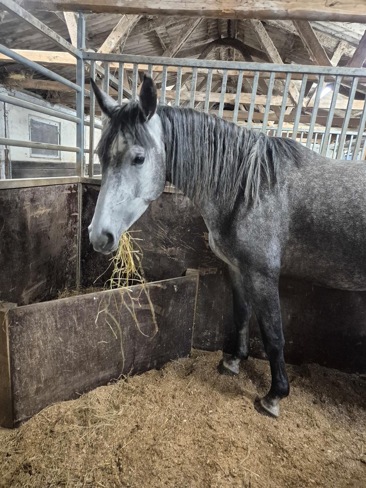 Oldenborg Horsebjerg Vetlanda billede 4