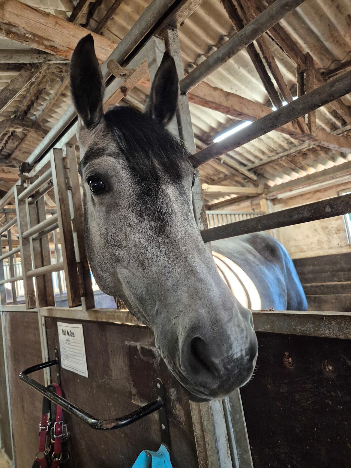 Oldenborg Horsebjerg Vetlanda billede 7