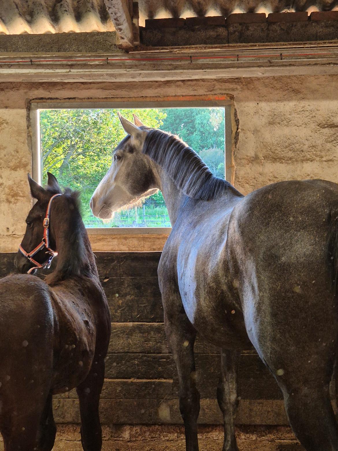Oldenborg Horsebjerg Vetlanda billede 8