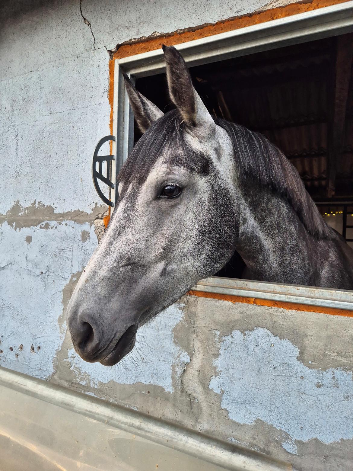 Oldenborg Horsebjerg Vetlanda billede 12