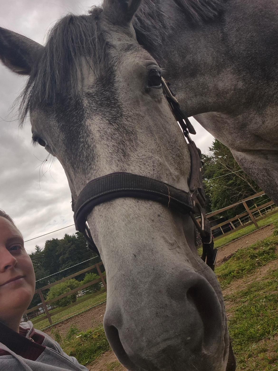 Oldenborg Horsebjerg Vetlanda billede 13