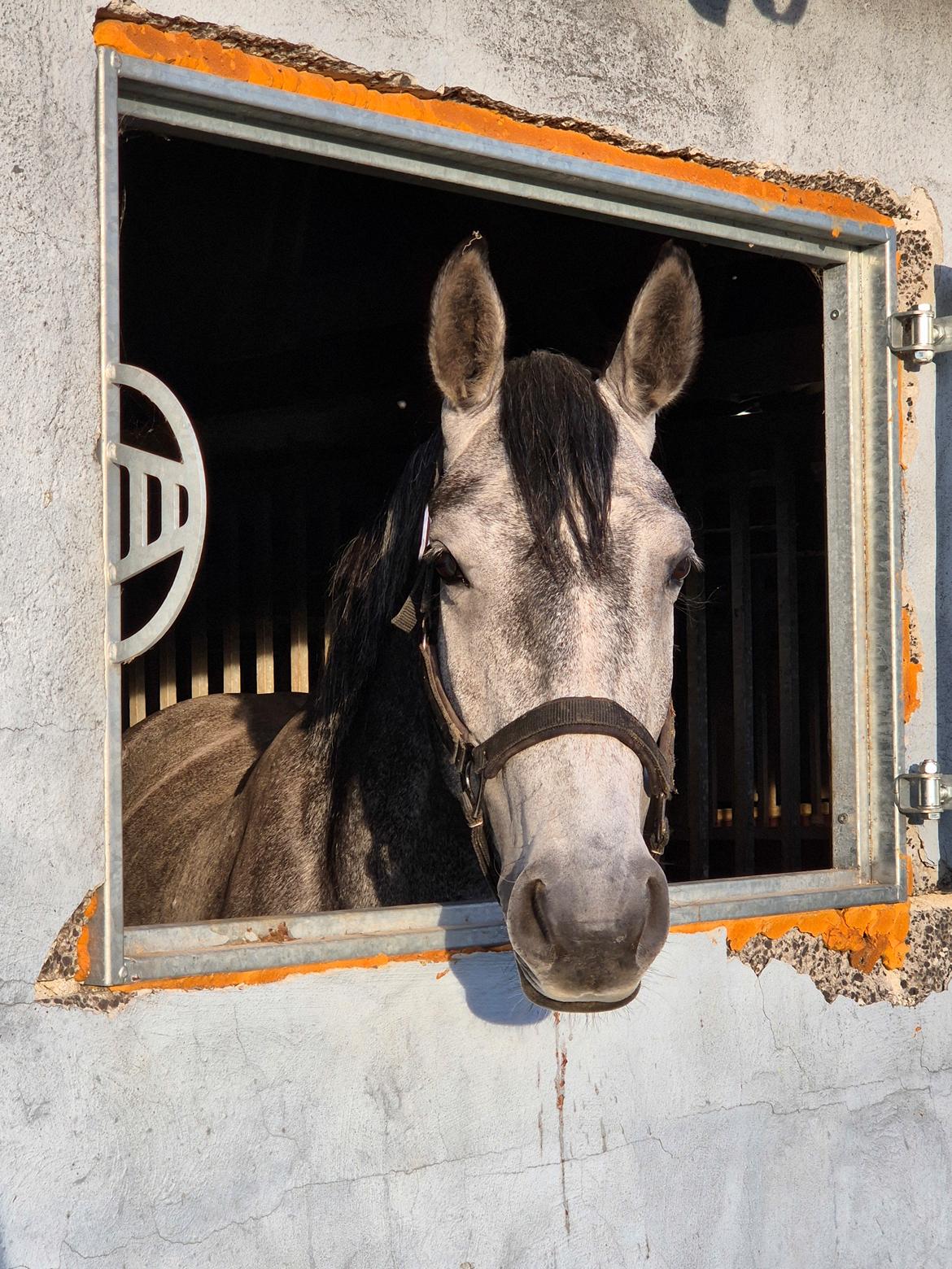 Oldenborg Horsebjerg Vetlanda billede 9