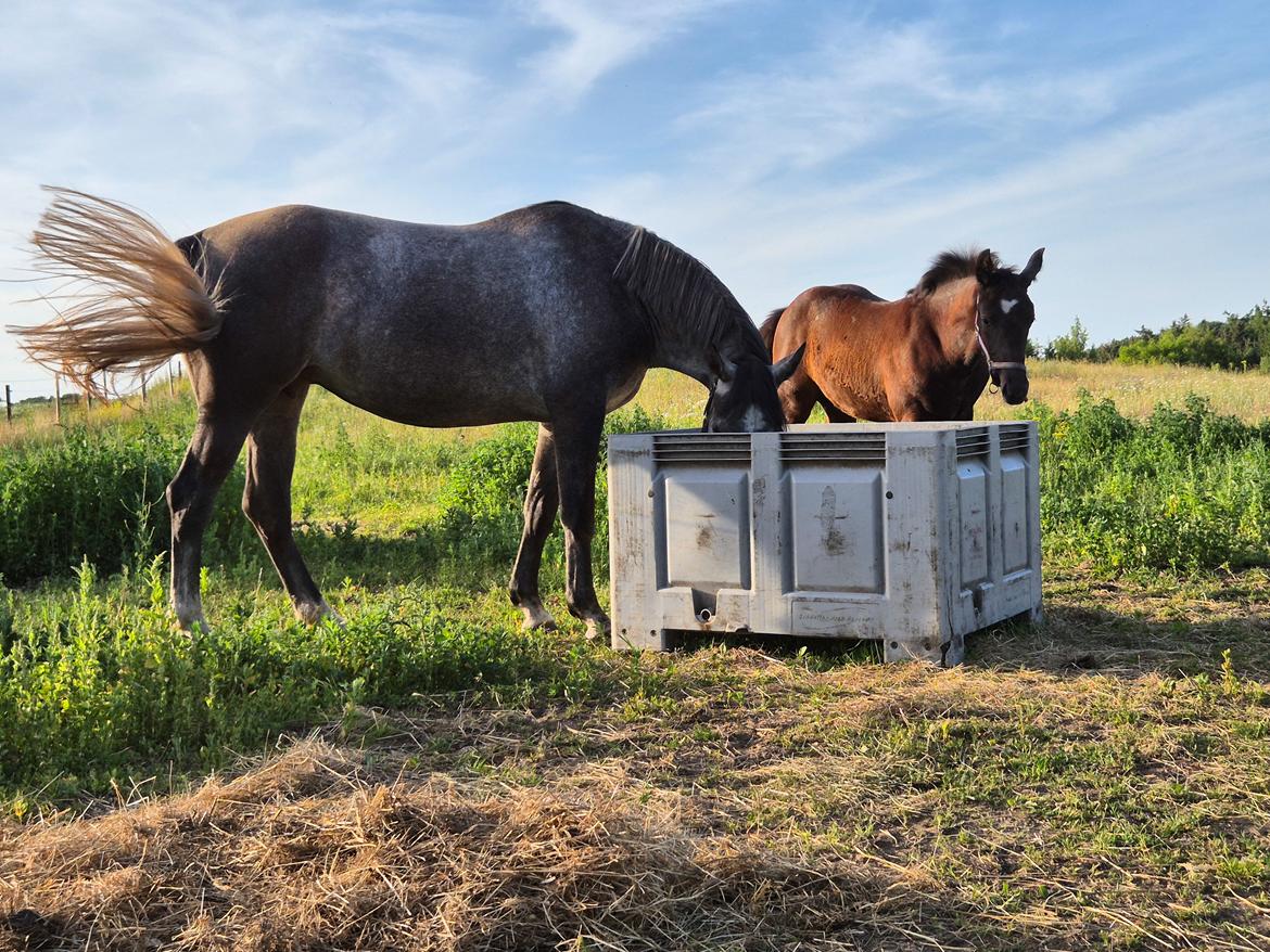 Oldenborg Horsebjerg Vetlanda billede 10