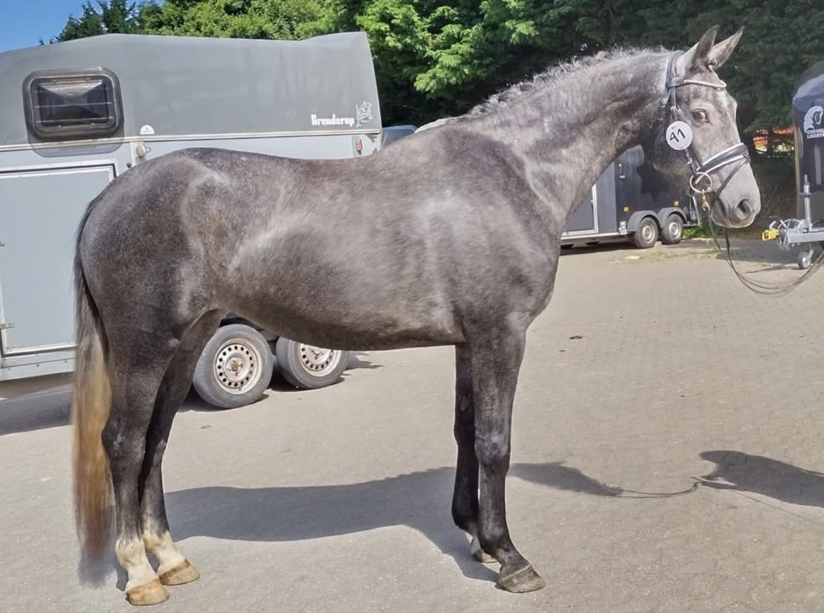 Oldenborg Horsebjerg Vetlanda billede 11