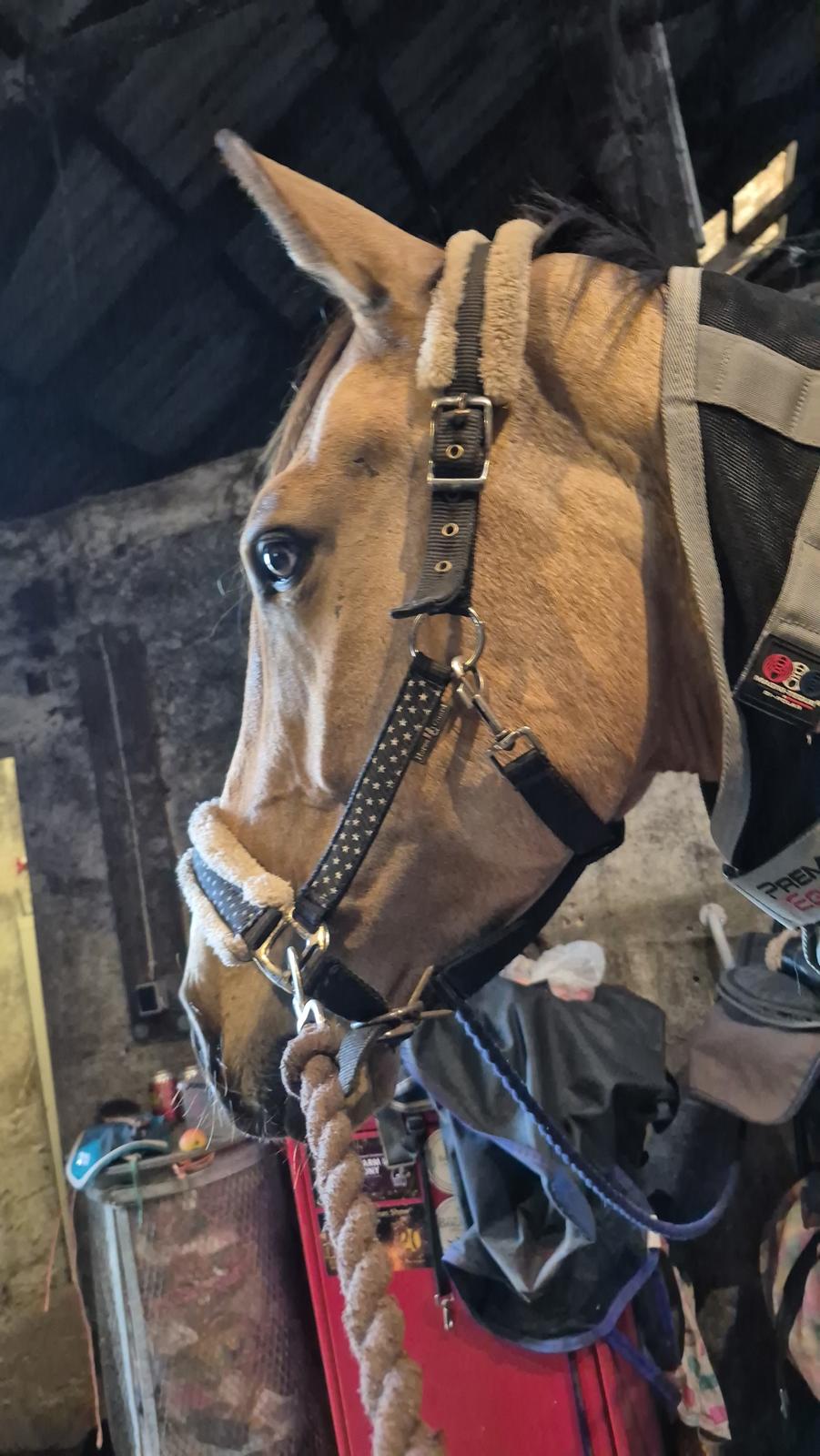 Palomino Flying aragorn billede 16