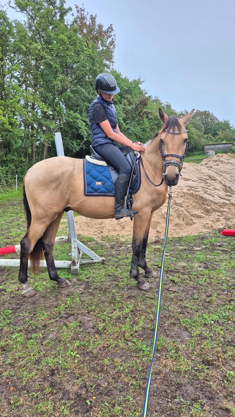 Palomino Flying aragorn billede 19