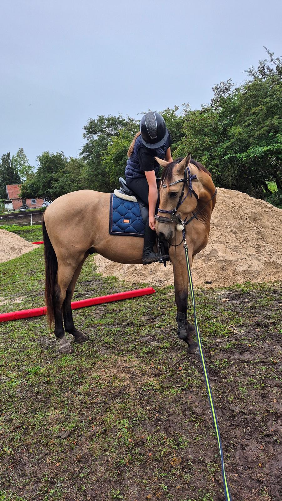 Palomino Flying aragorn billede 20