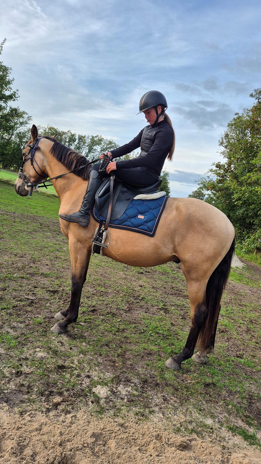Palomino Flying aragorn billede 17