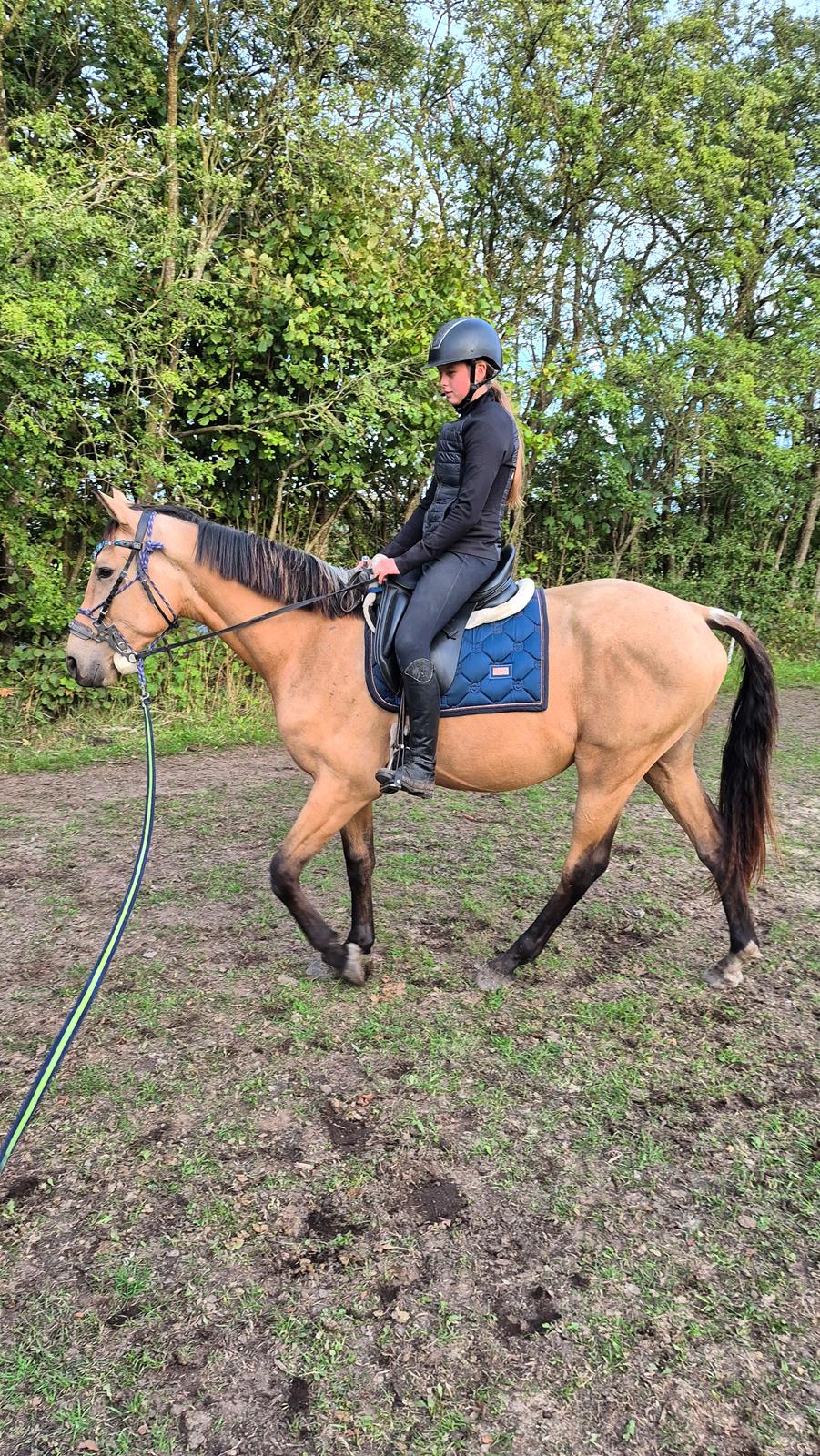 Palomino Flying aragorn billede 18