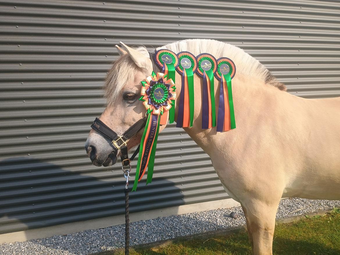 Fjordhest Lille Gilhøjs Alfred - Bækgaarden Horse Festival Hunter 2026 billede 44