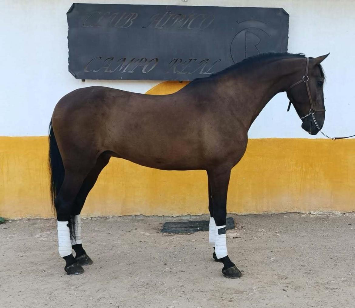 Andalusier Oreo billede 1