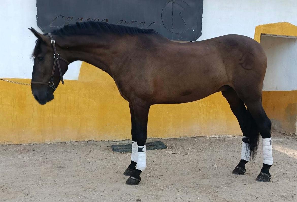 Andalusier Oreo billede 2