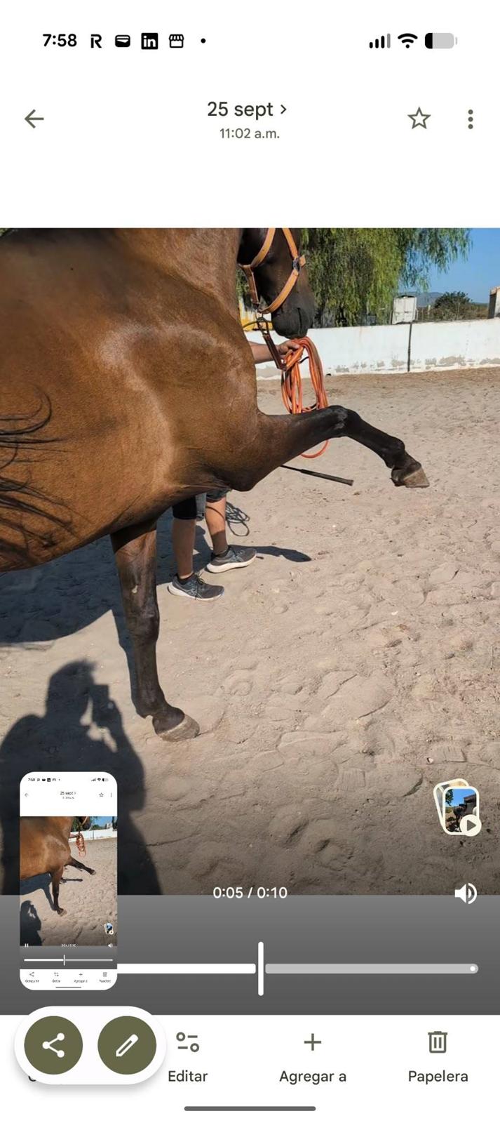 Andalusier Oreo billede 3