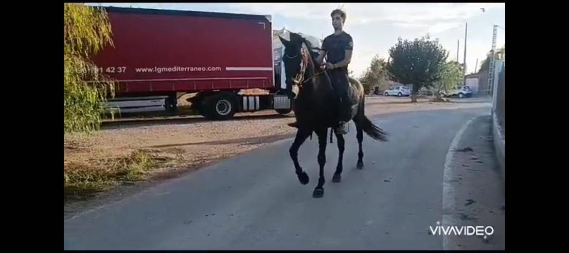 Andalusier Oreo billede 5