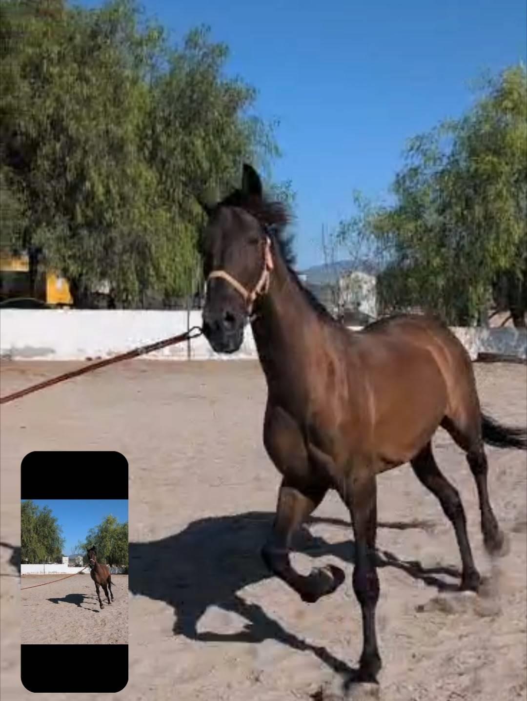 Andalusier Oreo billede 4