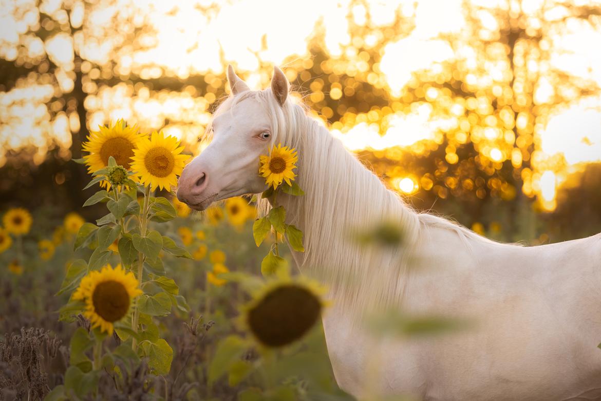 Welsh Partbred (Sec F) Tovdal’s Miss Ocean Pearl • Willow • billede 47