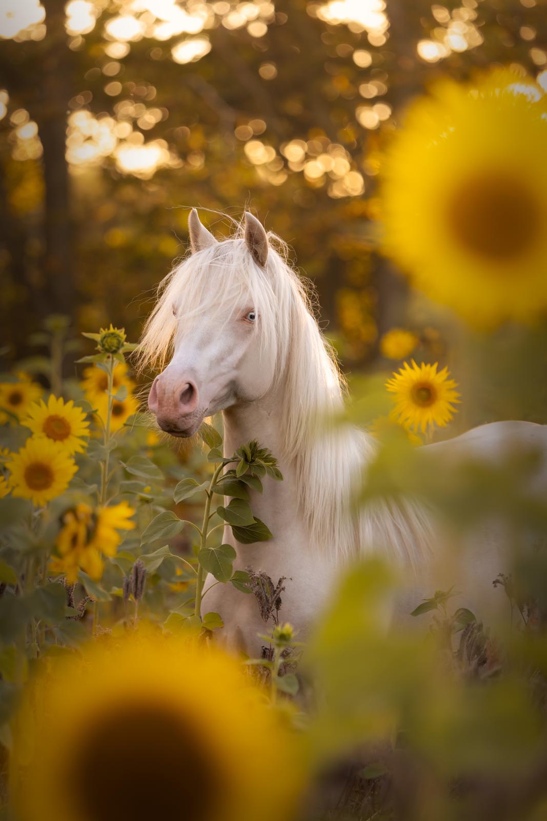 Welsh Partbred (Sec F) Tovdal’s Miss Ocean Pearl • Willow • billede 48
