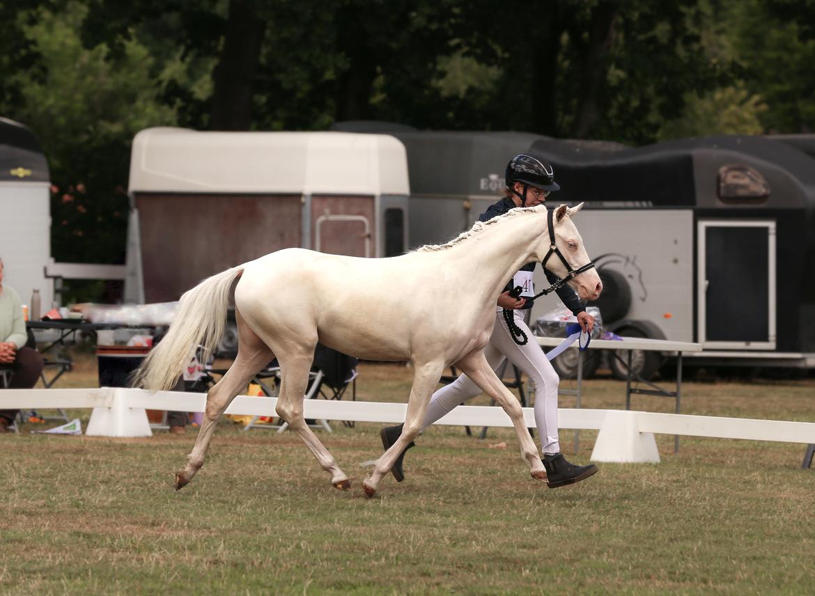 Welsh Partbred (Sec F) Tovdal’s Miss Ocean Pearl • Willow • billede 44