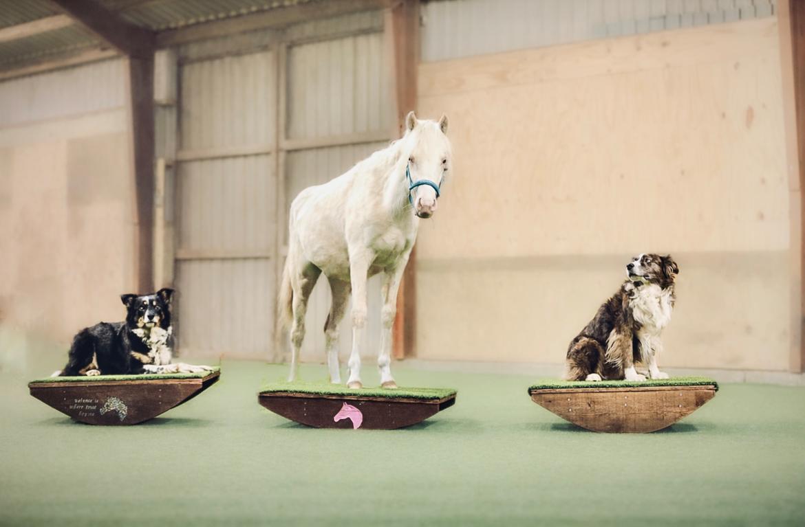 Welsh Partbred (Sec F) Tovdal’s Miss Ocean Pearl • Willow • billede 49