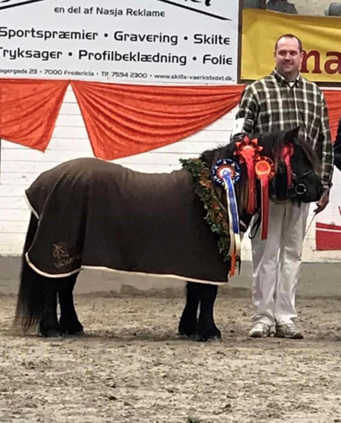 Shetlænder Sønderskovs fresia billede 3