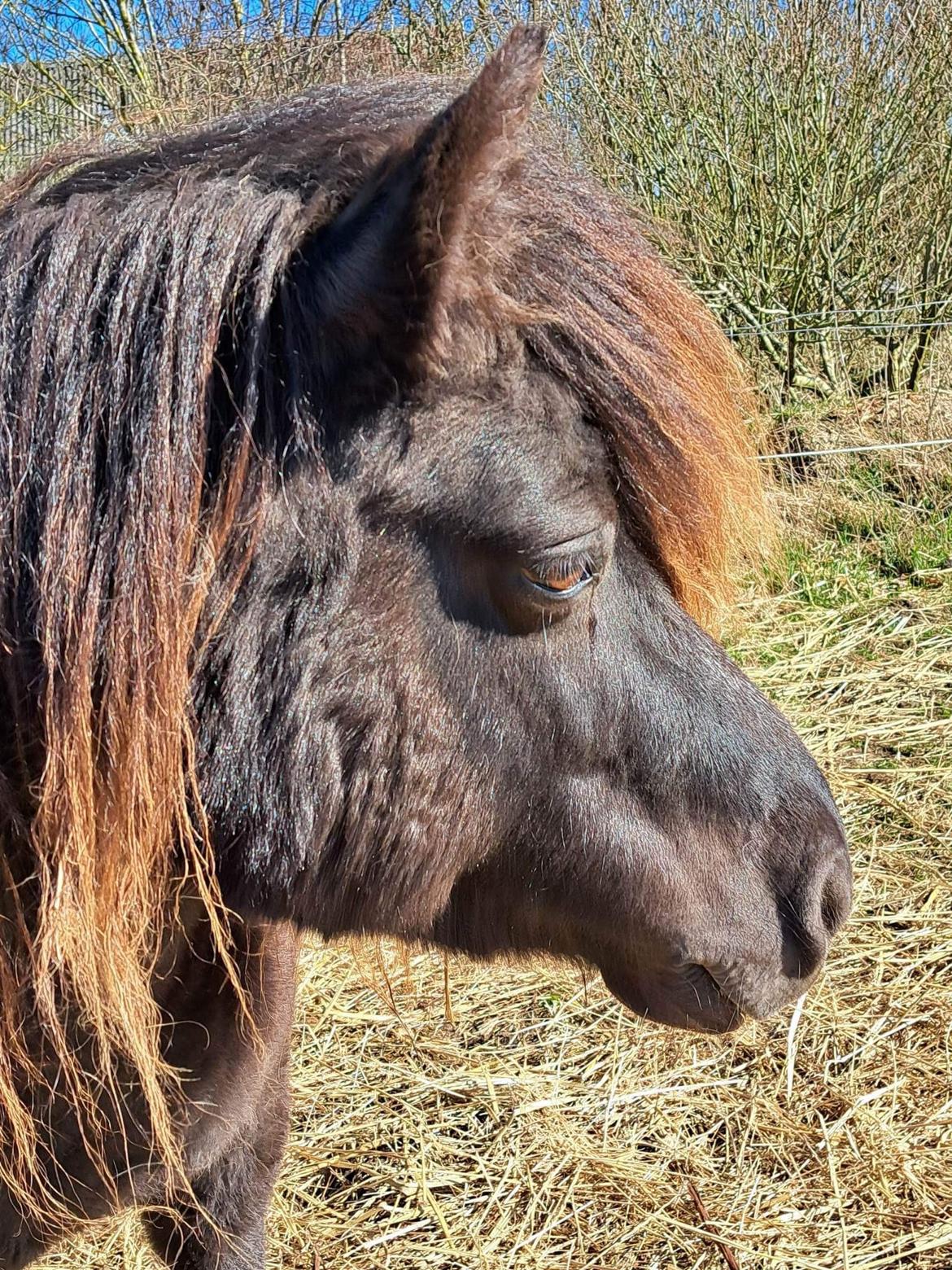 Shetlænder Sønderskovs fresia billede 5
