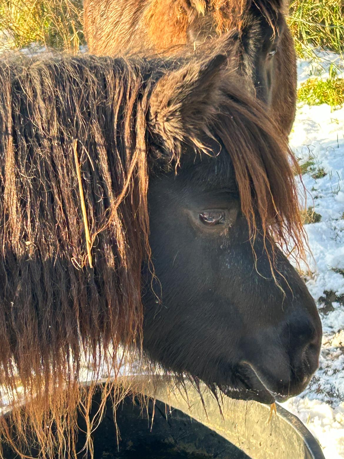 Shetlænder Sønderskovs fresia billede 6