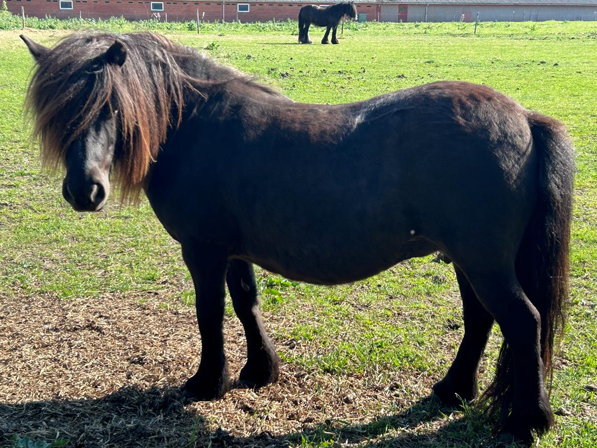 Shetlænder Sønderskovs fresia billede 7