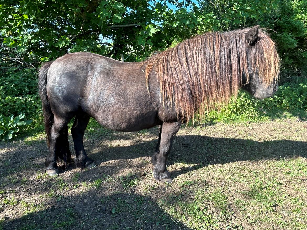 Shetlænder Sønderskovs fresia billede 8