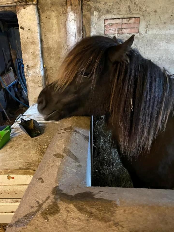 Shetlænder Sønderskovs fresia billede 12