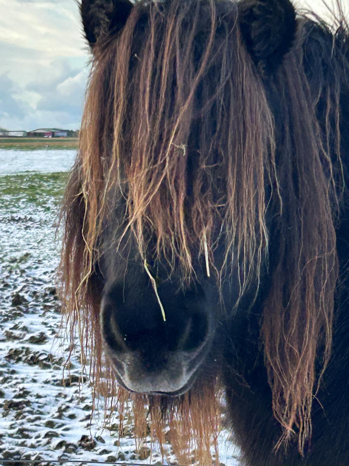 Shetlænder Sønderskovs fresia billede 13