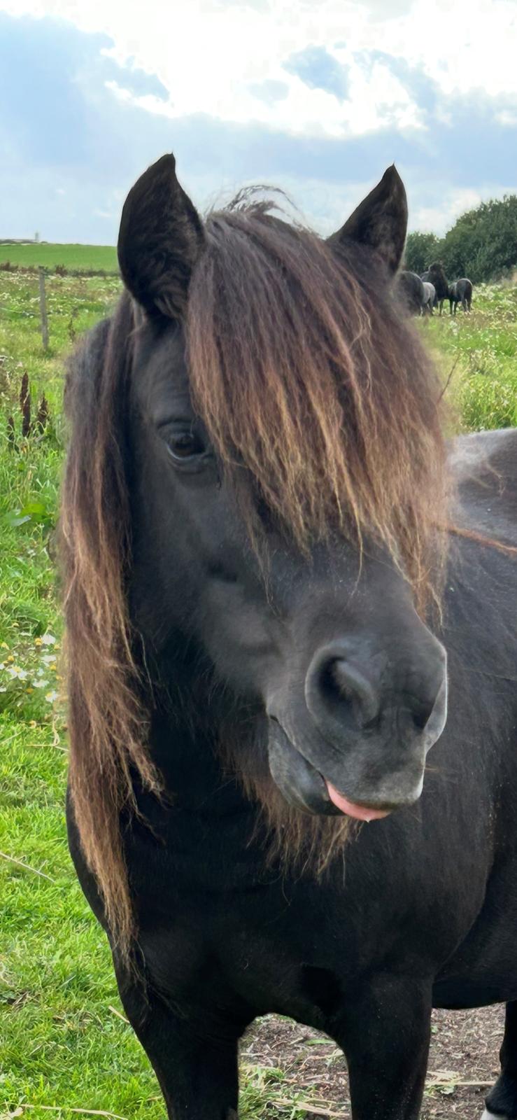 Shetlænder Sønderskovs fresia billede 19