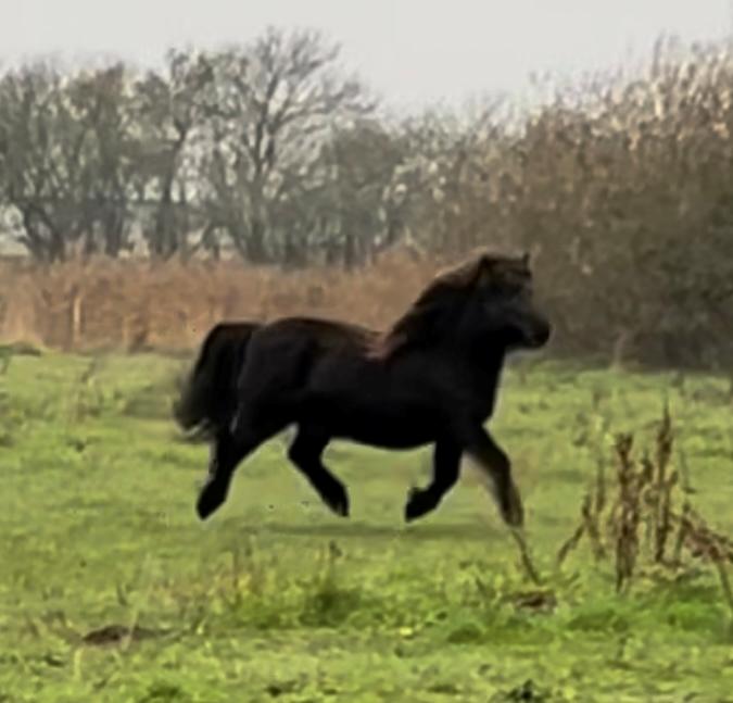 Shetlænder Sønderskovs fresia billede 20