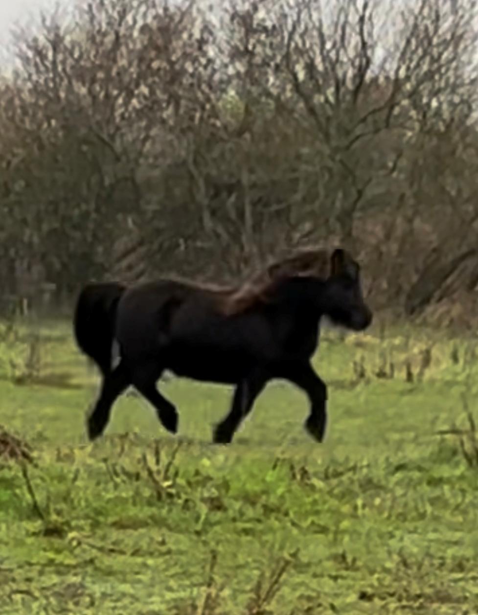 Shetlænder Sønderskovs fresia billede 21