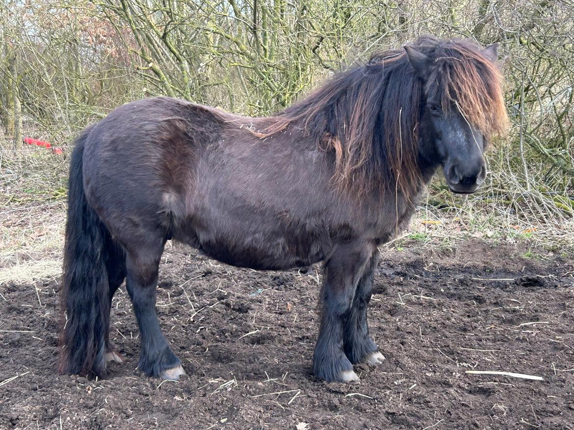 Shetlænder Sønderskovs fresia billede 24