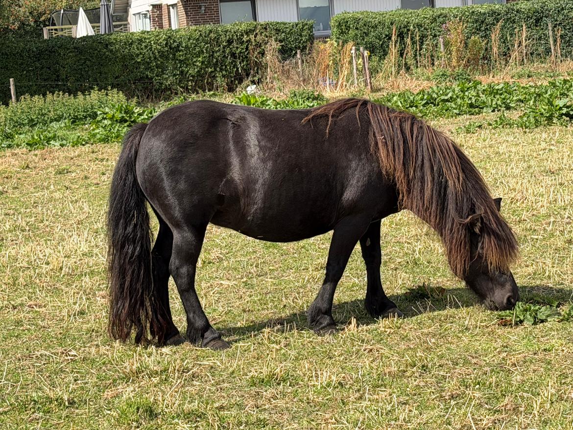 Shetlænder Sønderskovs fresia billede 28