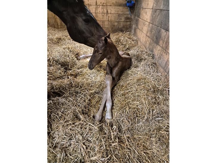 {{currentPhoto.altText}} billede {{currentPhoto.number}}