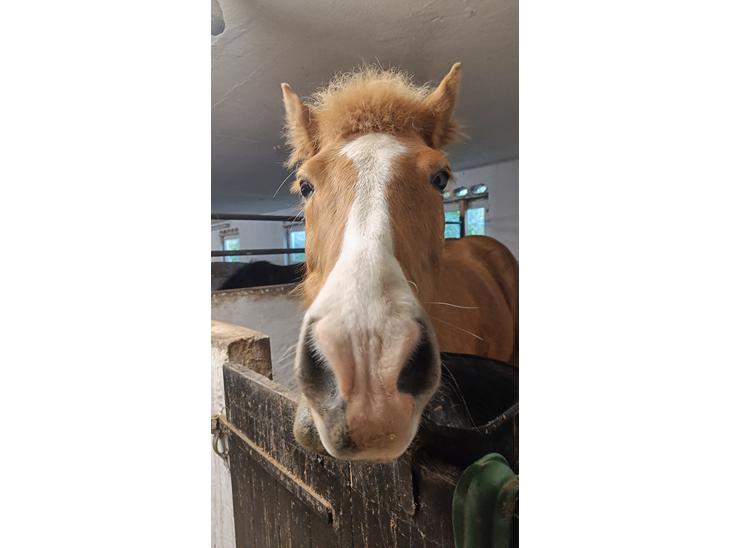 {{currentPhoto.altText}} billede {{currentPhoto.number}}