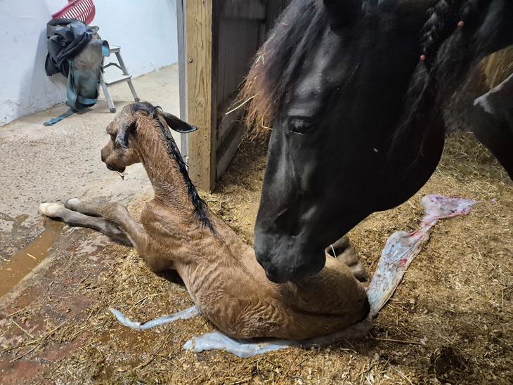 {{currentPhoto.altText}} billede {{currentPhoto.number}}