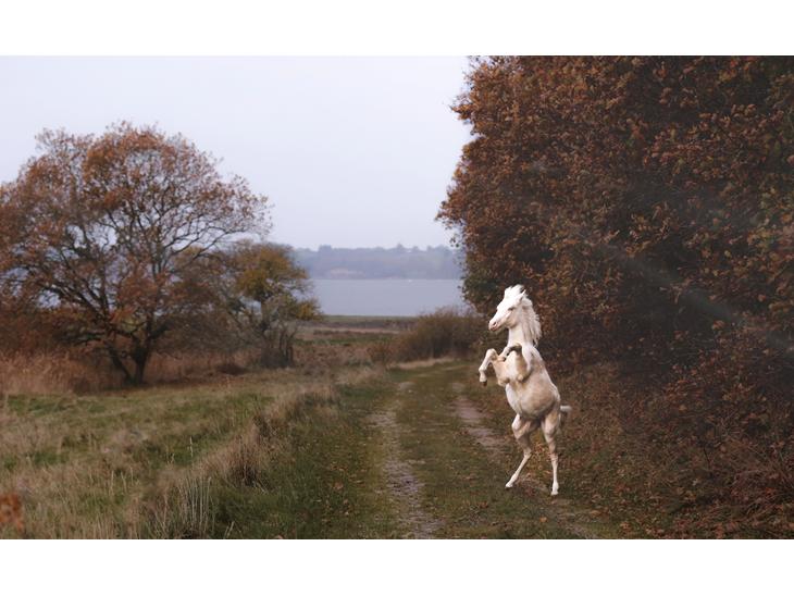 {{currentPhoto.altText}} billede {{currentPhoto.number}}