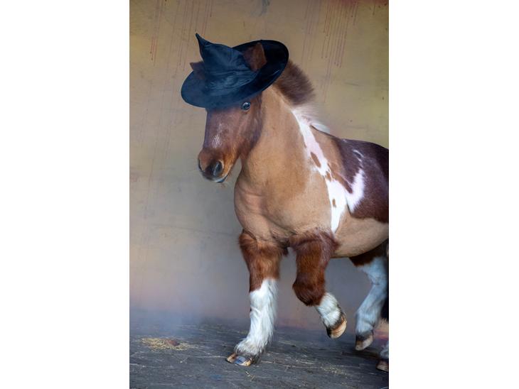 {{currentPhoto.altText}} billede {{currentPhoto.number}}