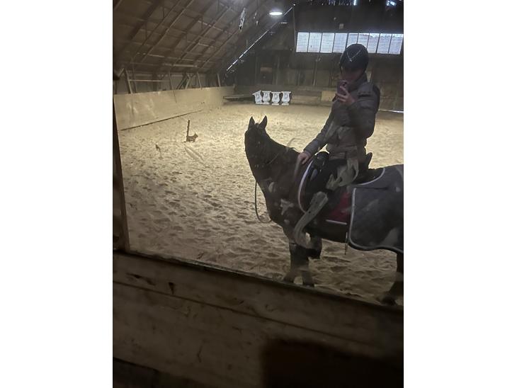 {{currentPhoto.altText}} billede {{currentPhoto.number}}