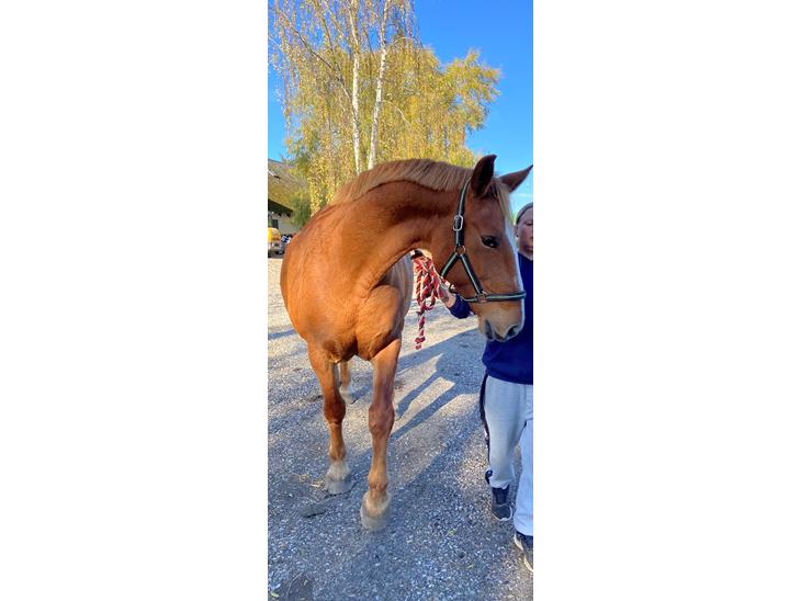 {{currentPhoto.altText}} billede {{currentPhoto.number}}