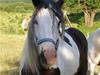 Irish Cob odyszeus (Snøvs) - Solgt [Tidl. hest]