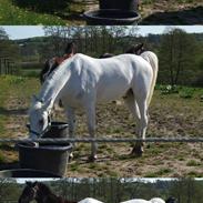 Anden særlig race Figaro (aflivet)