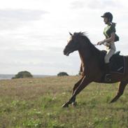 Arabisk fuldblod (OX) Markus