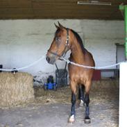 Knabstrupper Bianca *SOLGT*