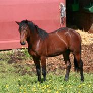 Connemara Mariks Ptarmigan