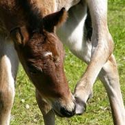 Connemara Mariks Ptarmigan