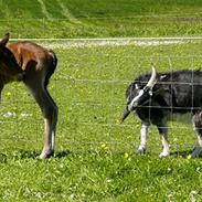 Connemara Mariks Ptarmigan