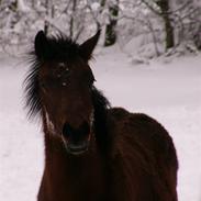 Connemara Mariks Ptarmigan
